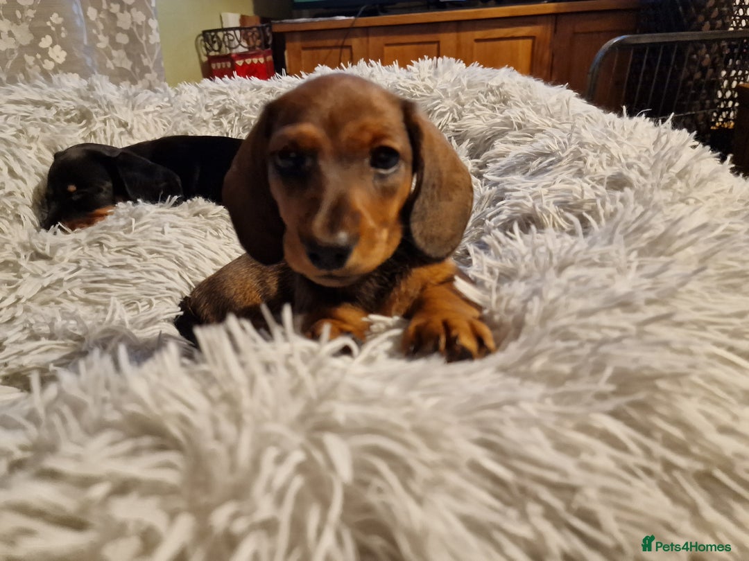 Dachshund dogs for sale: Champion sired, show quality miniature, ready now. - Image 7