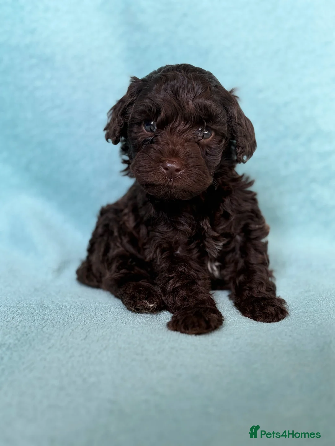 Cockapoo dogs for sale: Bundles of Joy - Advert 13