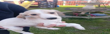Saluki 3
