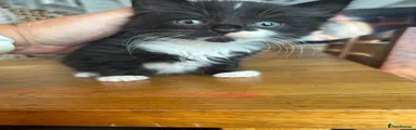 British Shorthair 1