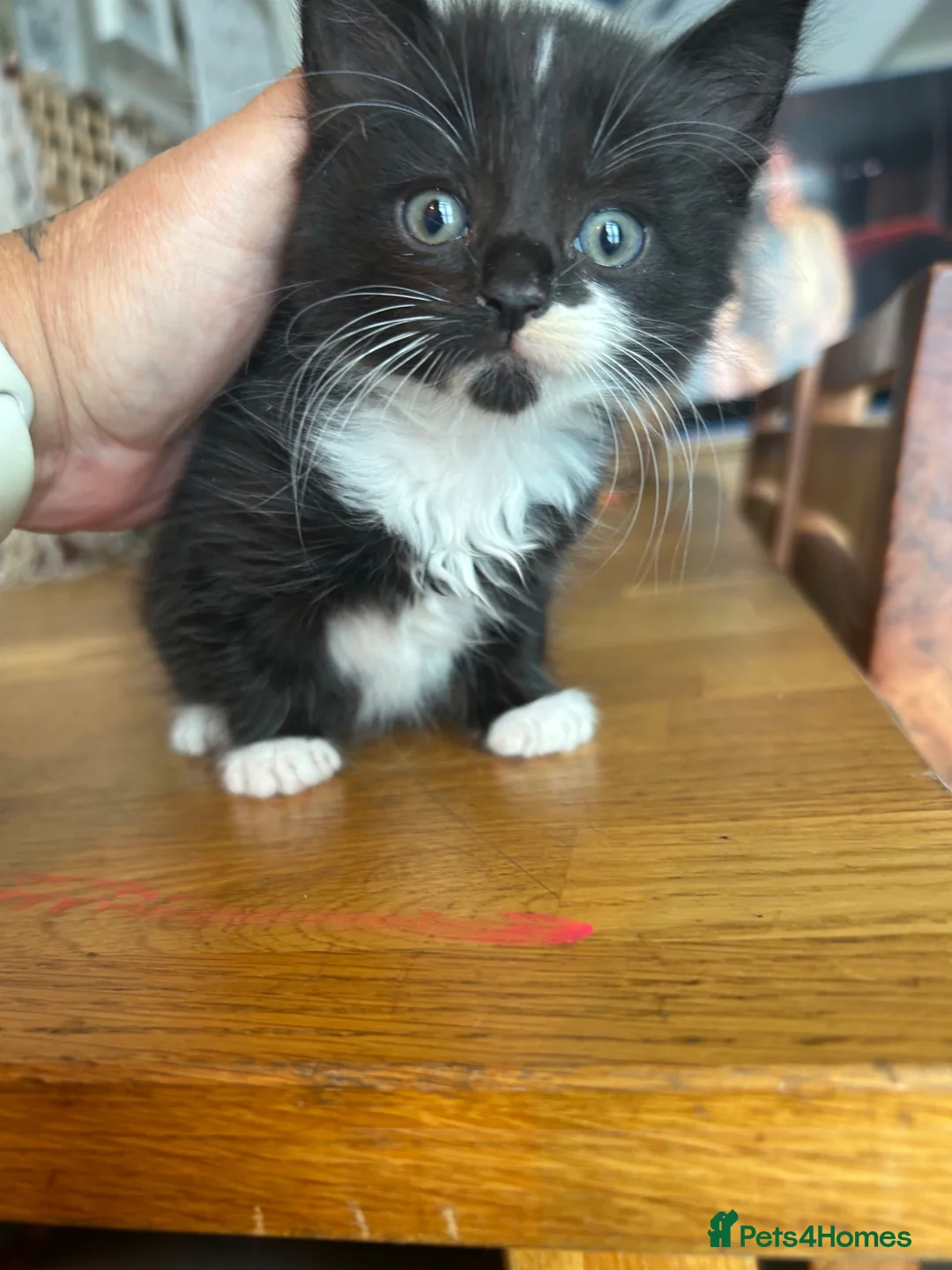 British Shorthair cats for sale: Kittens for sale in Basildon - Advert 2