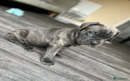 Cane Corso dogs for sale: Purebred Cane Corso puppies  - Image 26