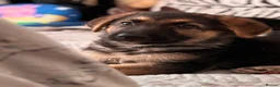 German Shepherd dogs for sale: Beautiful German Shepard Puppies - Advert 28