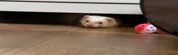 Ferret rodents for sale: Trio Male ferrets in Stevenage - Advert 4