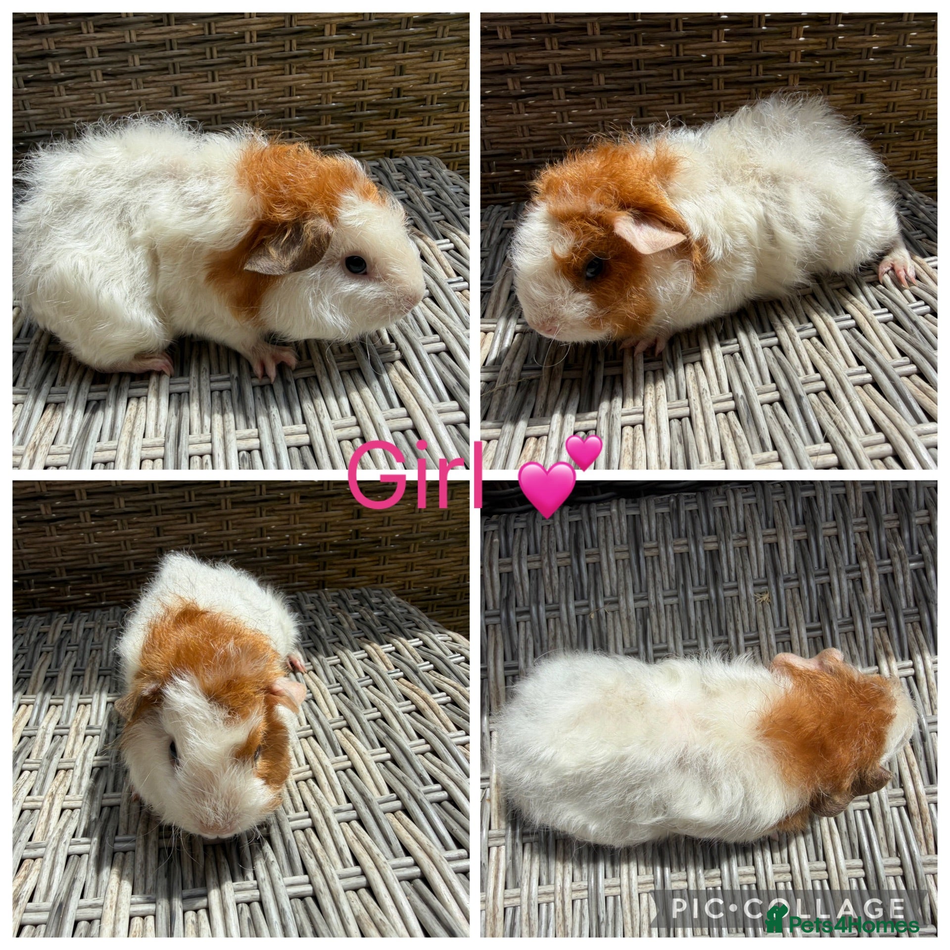 Guinea Pig rodents 6 female guinea pigs for new homes  - Advert 1