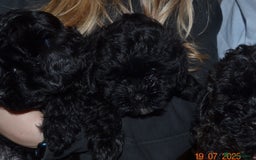 Shihpoo dogs for sale: rare black shipoos - Image 15