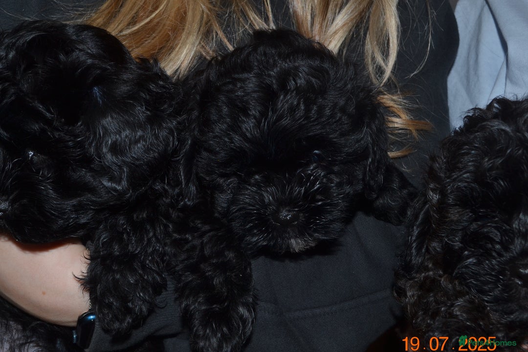Shihpoo dogs for sale: rare black shipoos - Image 15