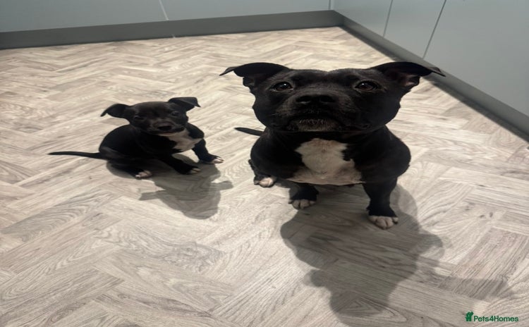 Staffordshire Bull Terrier dogs - Advert 15