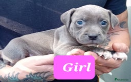 Mixed Breed dogs for sale: Bull wheaten pups available ready to go - Image 1