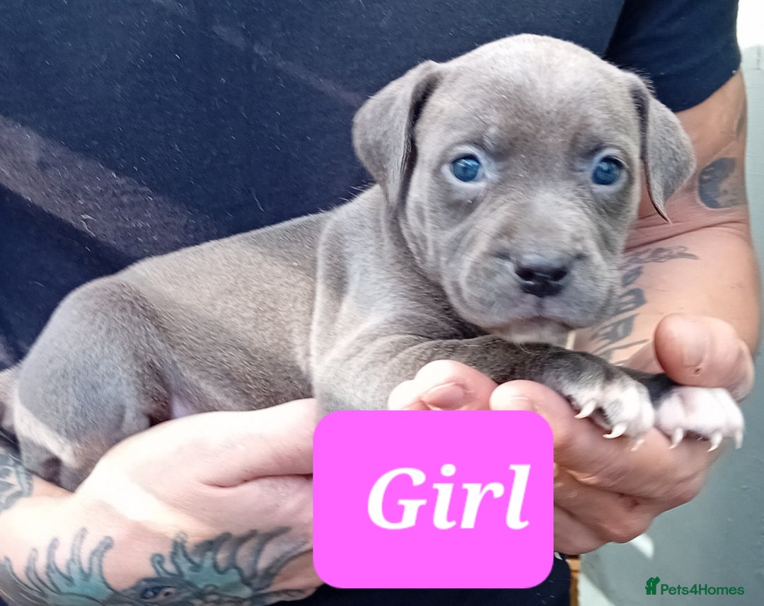Mixed Breed dogs for sale: Bull wheaten pups available ready to go - Image 1