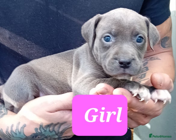 Mixed Breed dogs - Advert 1