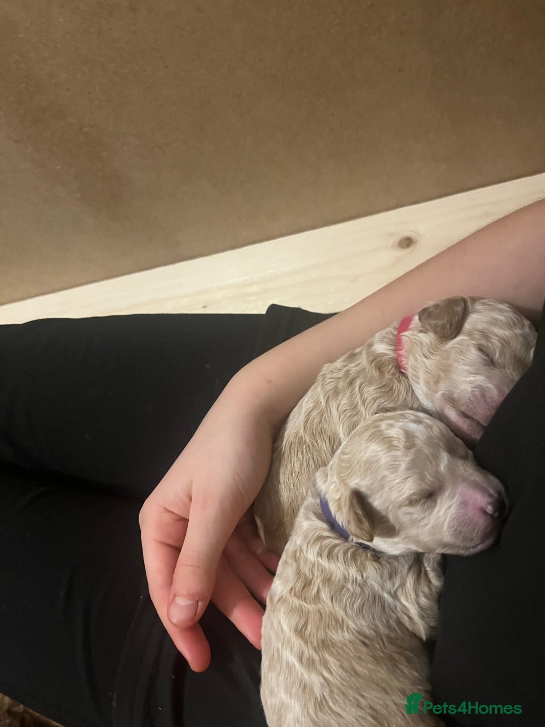 Poochon dogs for sale: Beautiful Poochon puppies for sale  - Advert 20