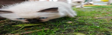 Ragdoll 1