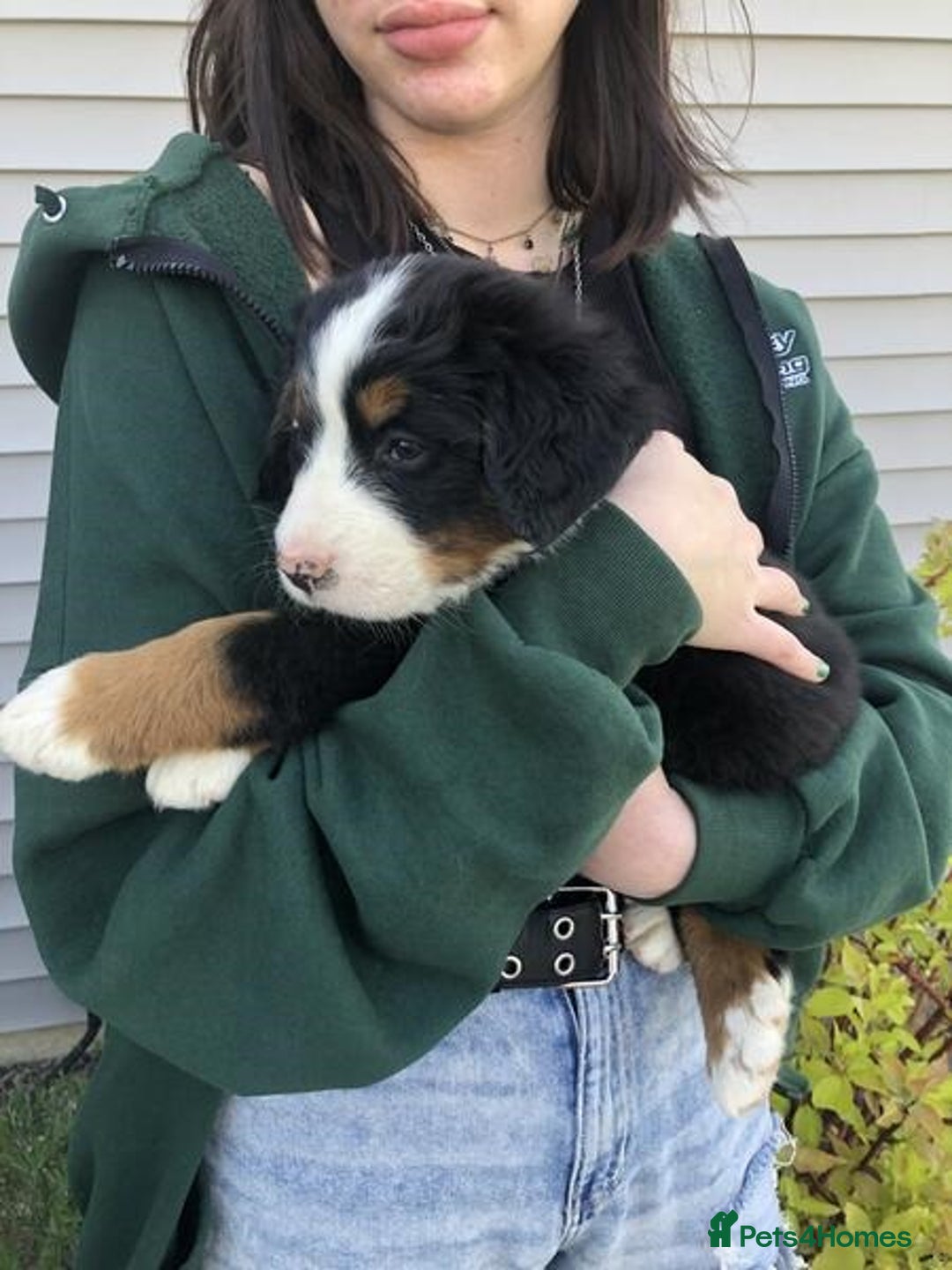 Bernese Mountain Dog dogs for sale: Pure Bernese Mountain Dog Puppies Good Blood Line - Advert 4