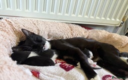 British Shorthair cats for sale: Kittens British short hair  - Image 7