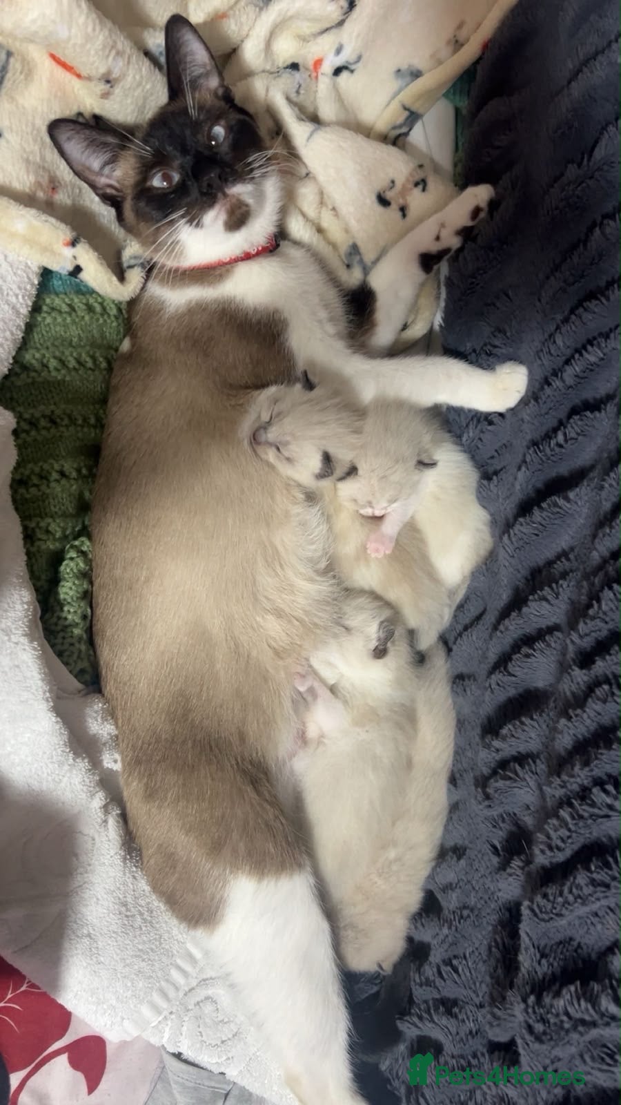 Mixed Breed cats  ragdoll cross kittens  - Advert 1
