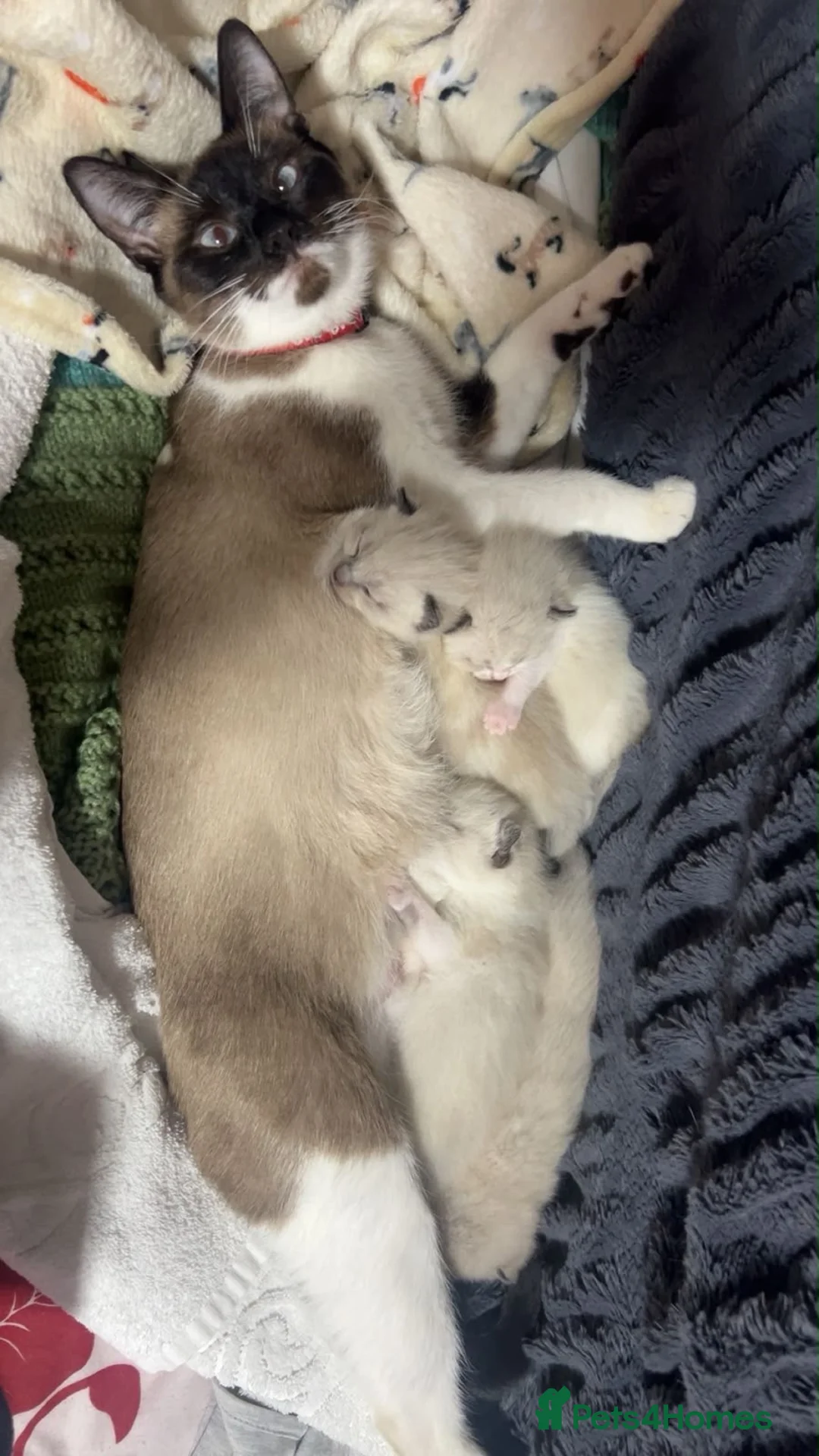 Mixed Breed cats for sale:  ragdoll cross kittens  - Advert 1