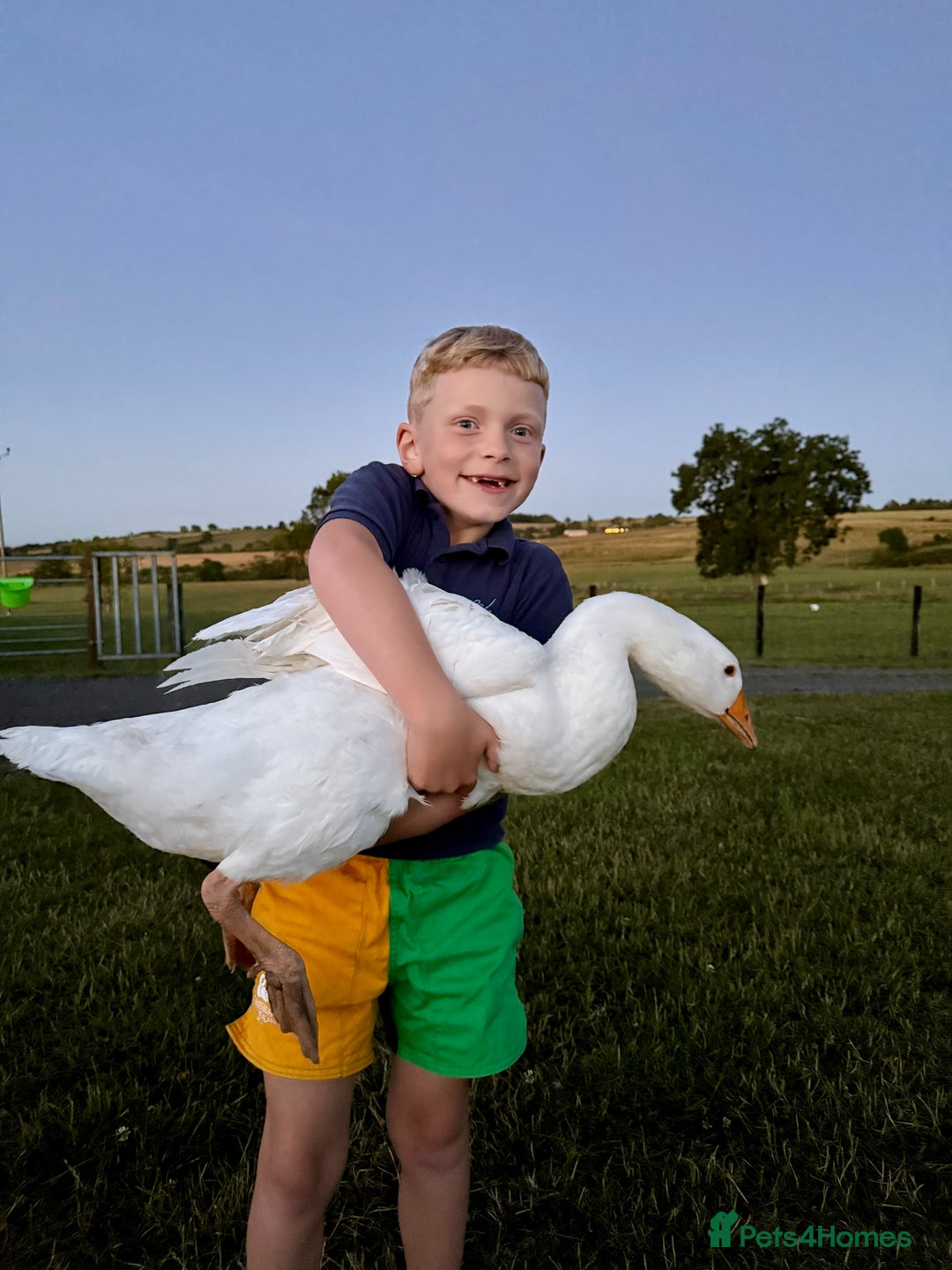 Geese poultry for sale: Quad of Embden Geese - Image 5