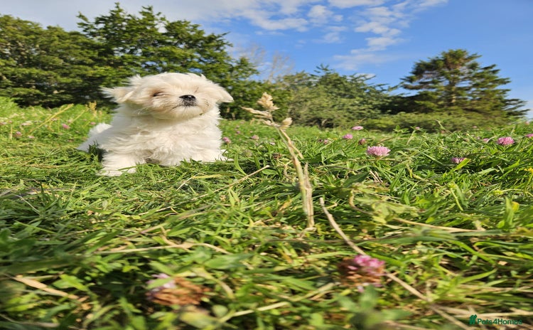Maltese dogs - Advert 12