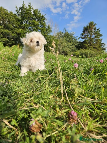 Maltese dogs - Advert 7