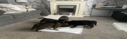 Mixed Breed dogs for sale: Rottweiler shepherd - Advert 3
