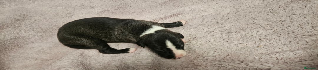 Black with White Trim Girl