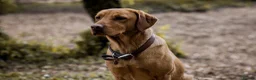 Labrador Retriever dogs for sale: Labrador Puppies – Family Raised – Dorset  in Dorchester - Advert 12