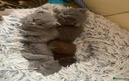 British Longhair cats for sale: British Long/Short Hair Adorable Kittens - Advert 24