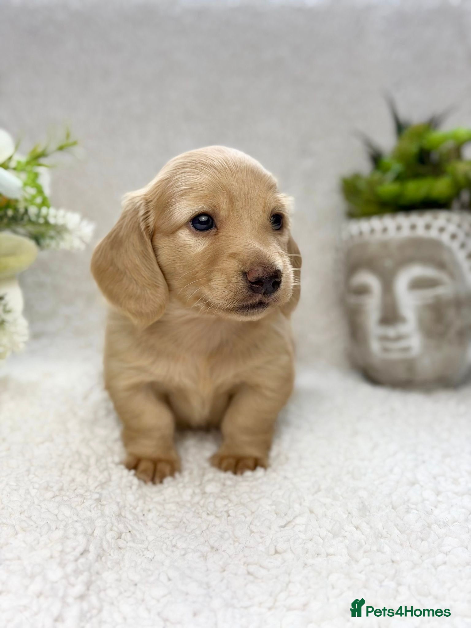 Miniature Dachshund dogs 𝕃𝕠𝕟𝕘 𝕙𝕒𝕚𝕣𝕖𝕕 𝕞𝕚𝕟𝕚 𝕕𝕒𝕔𝕙𝕤𝕙𝕦𝕟𝕕 - Advert 2