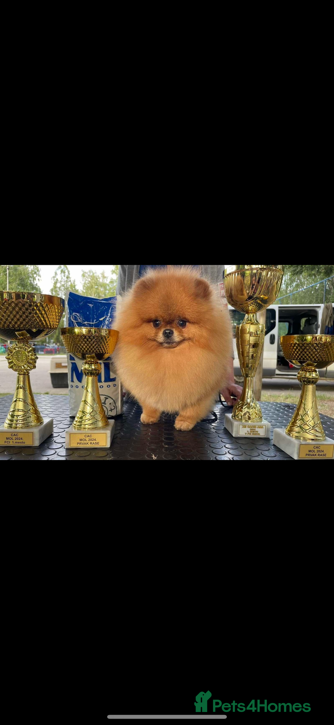 Pomeranian dogs for sale: Beautiful Little Boy Pomeranian - Image 9