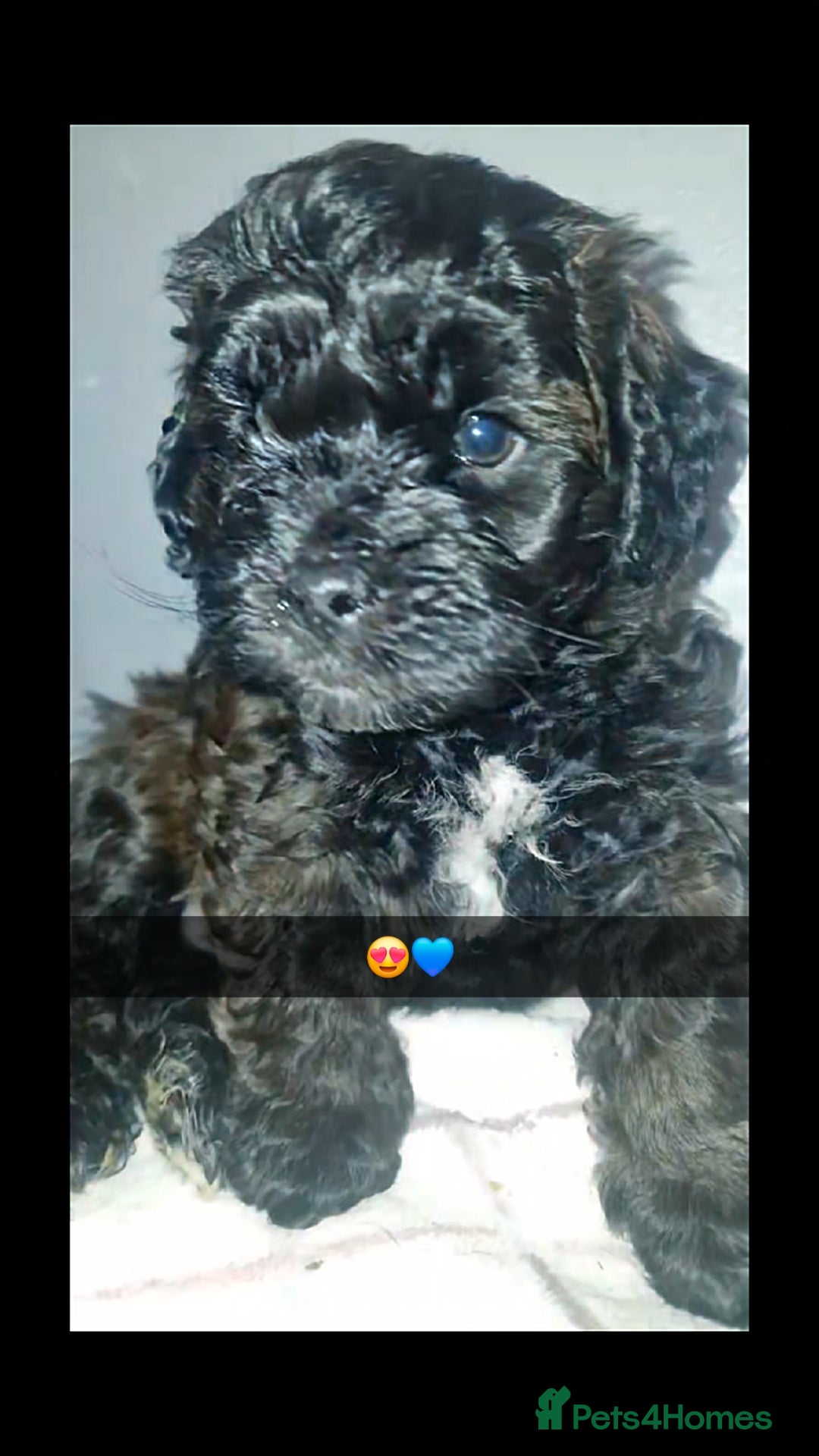 Mixed Breed dogs for sale: Floodle  - Advert 13