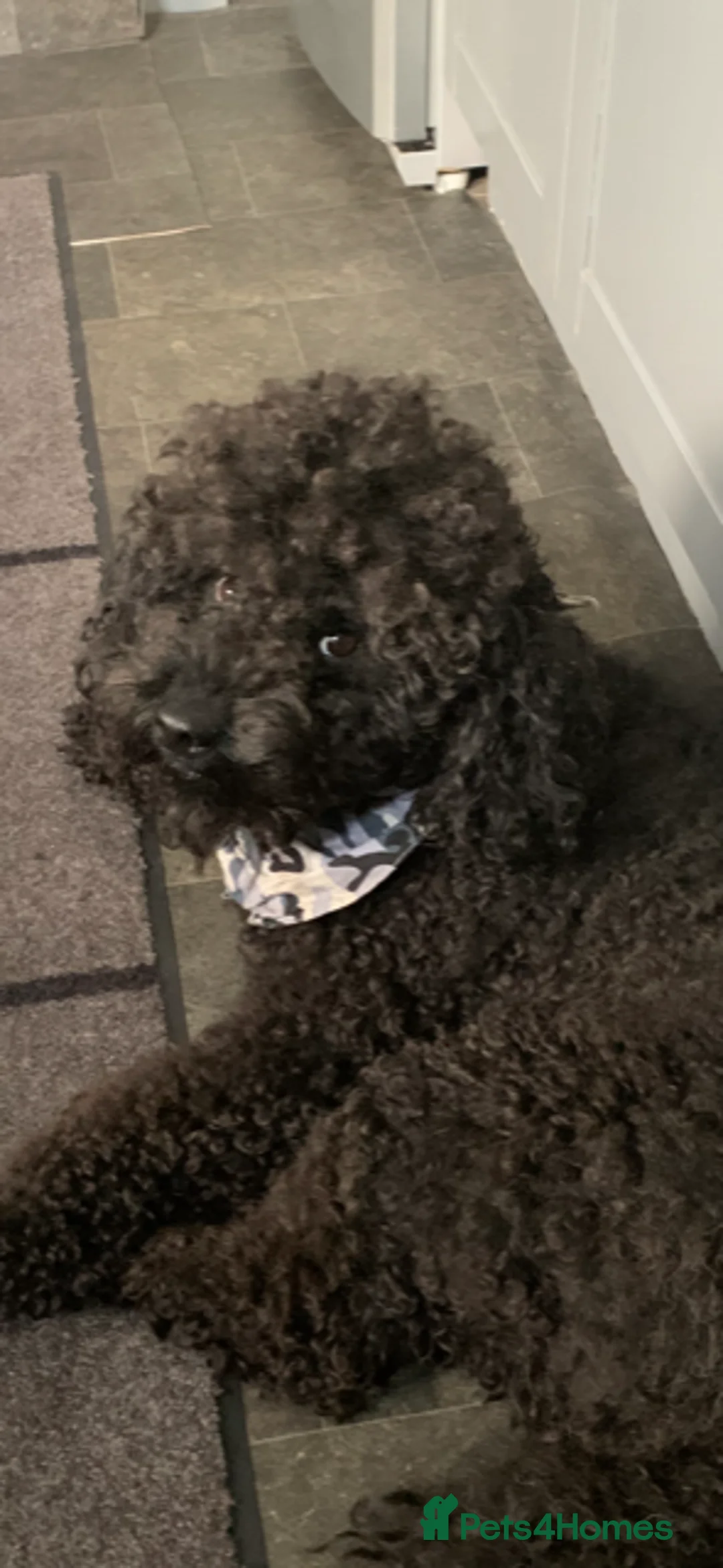 Labradoodle dogs for stud: Mini Doodle stud extensively DNA checked in Warrington - Advert 10