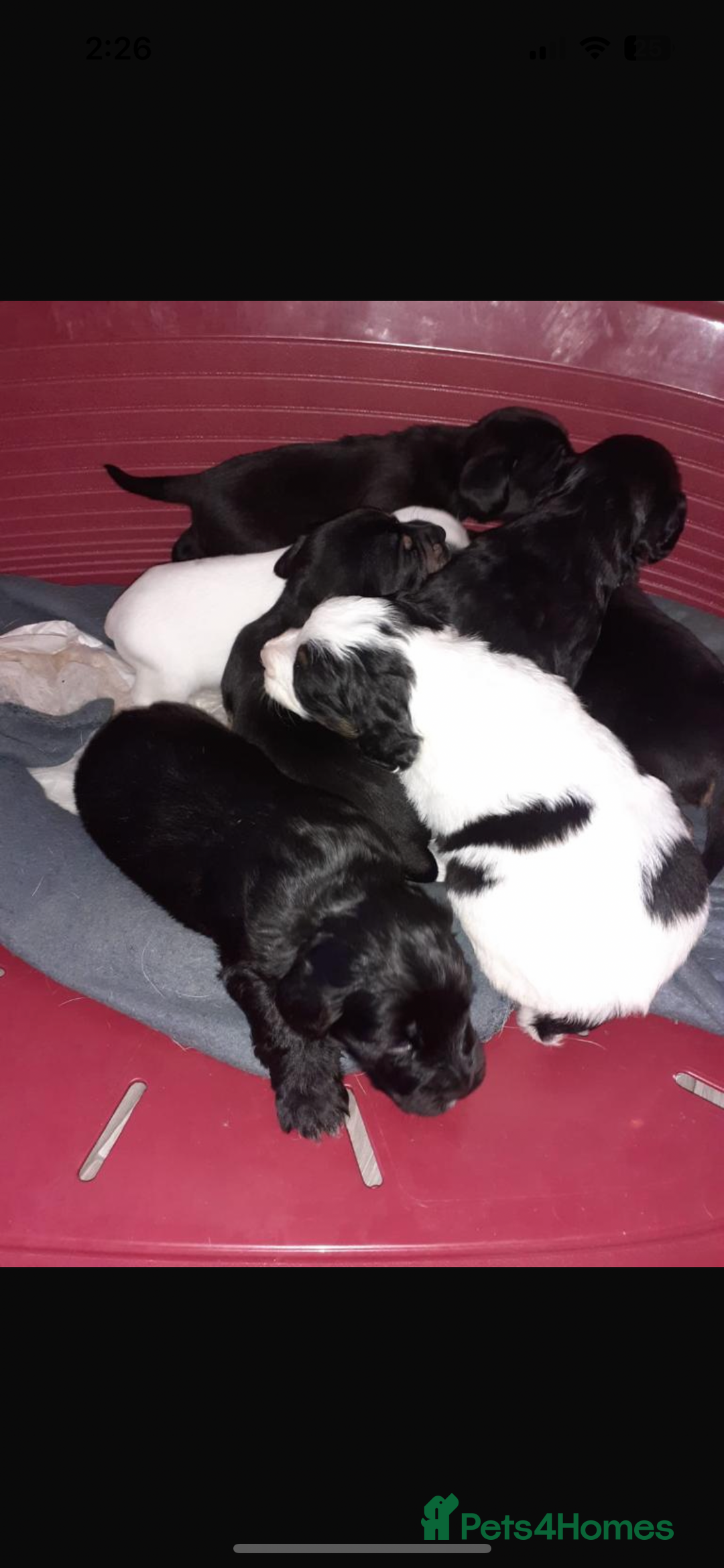 Cocker Spaniel dogs for stud: cocker spaniel for stud in Hailsham - Advert 9