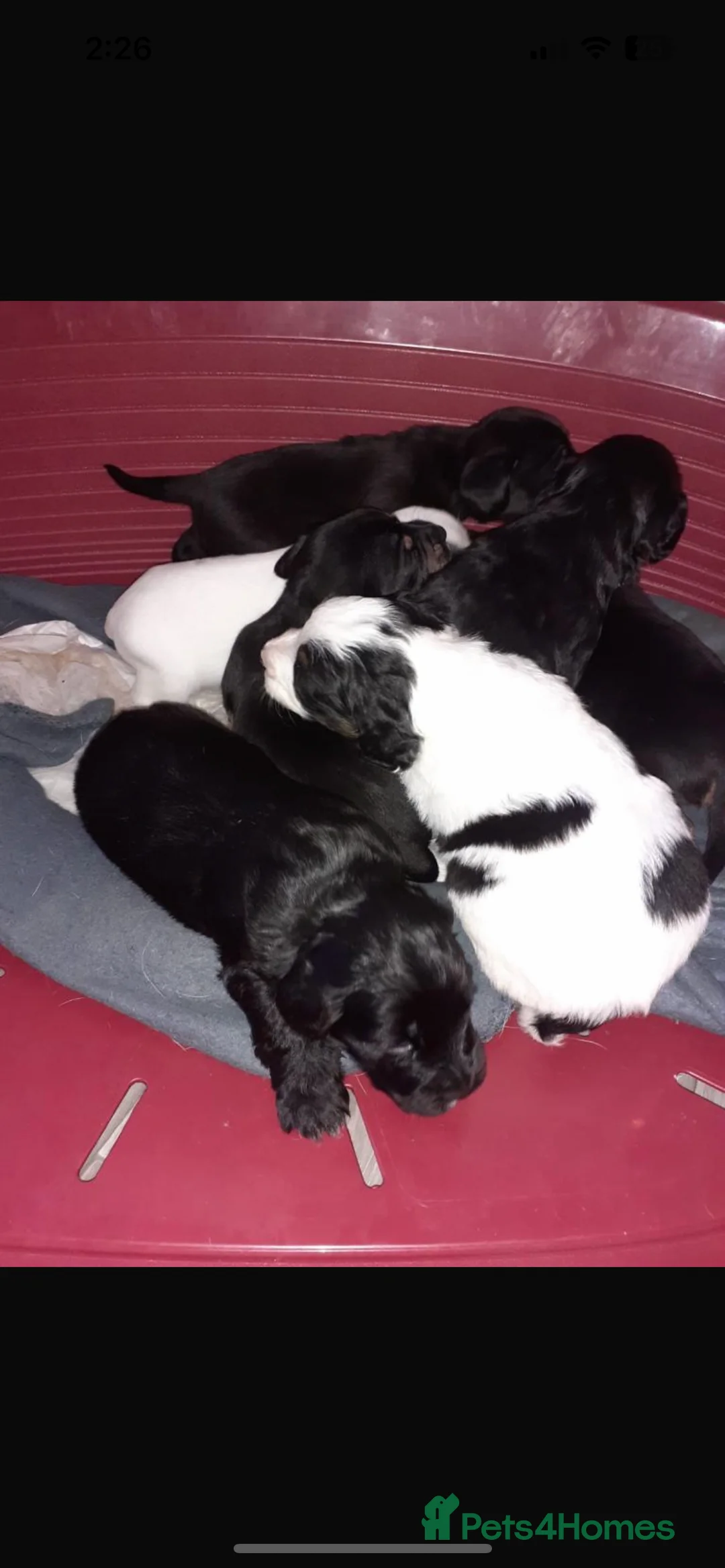 Cocker Spaniel dogs for stud: cocker spaniel for stud in Hailsham - Advert 9