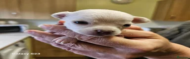 Chihuahua 2