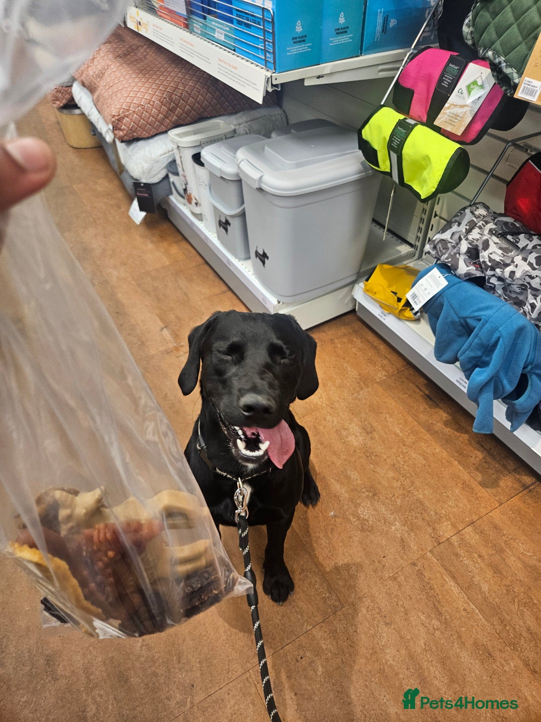 Cockerdor dogs for stud: 🐾 STUD AVAILABLE – Dylan the Cockador 🐾 - Image 7