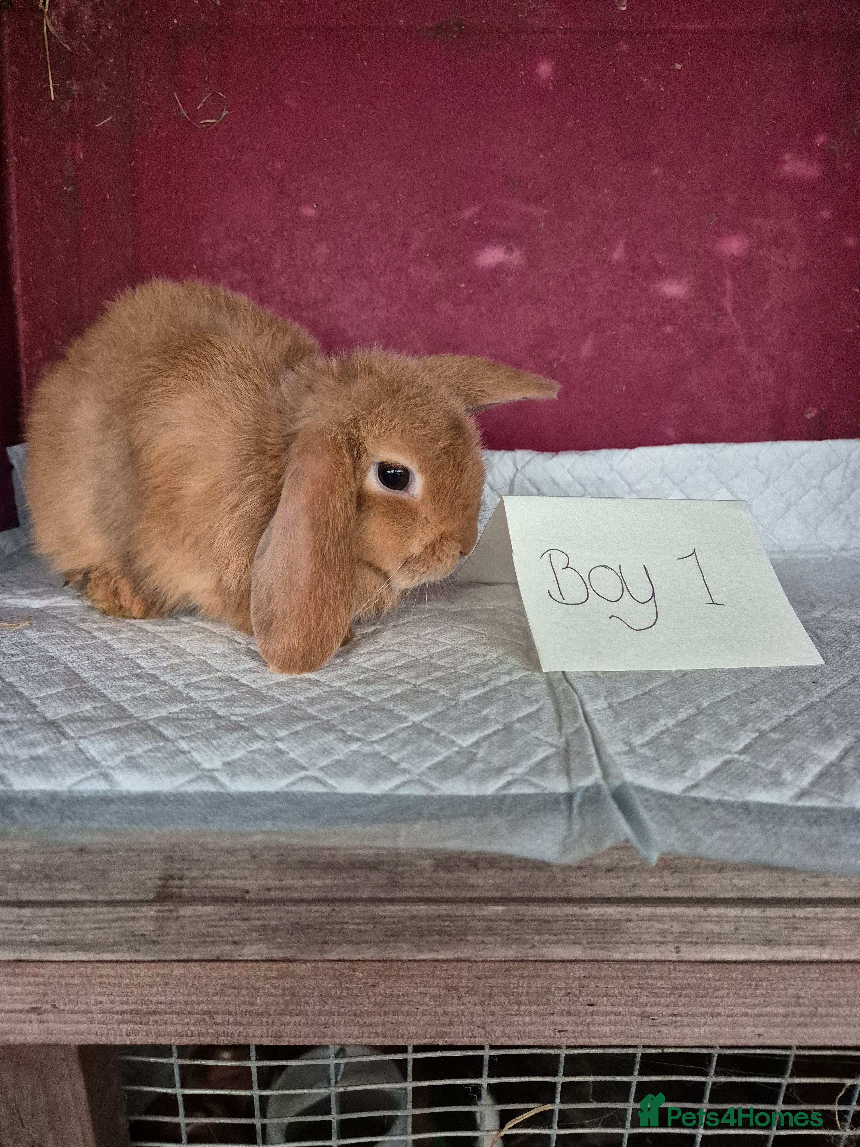 Mini Lop rabbits Bunnies looking for new homes - Advert 9