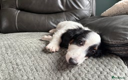 Miniature Dachshund dogs for sale: Mini longhair dachshunds - Image 3