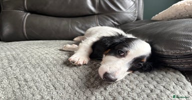 Miniature Dachshund dogs - Advert 5