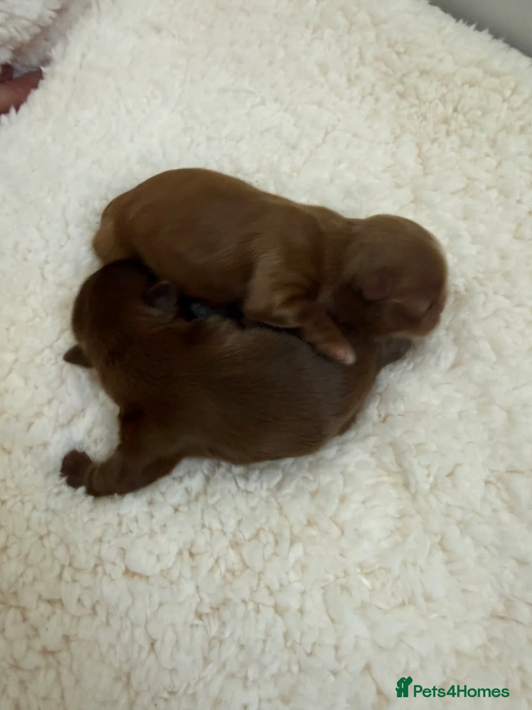 Shih Tzu dogs for sale: Tiny imperial Shih Tzu  - Advert 6