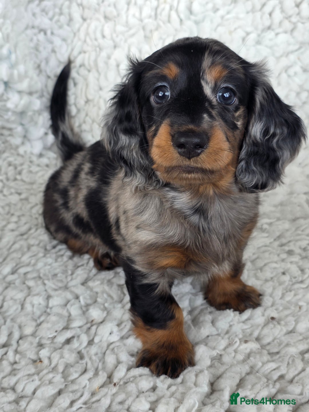 Miniature Dachshund dogs for sale: Stunning miniature longhaired Dachshund pups - Advert 16