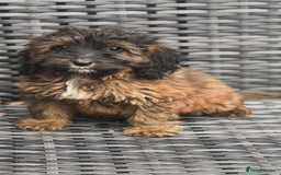 Cockapoo dogs for sale: 1 female cockapoo puppy available 🐶  - Image 1