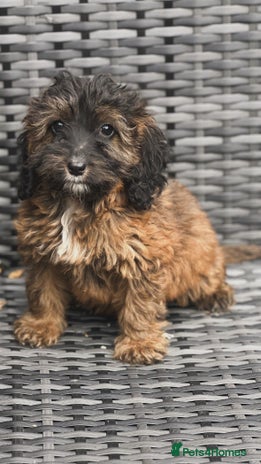 Cockapoo dogs - Advert 7