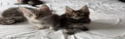 Maine Coon cats for sale: 🐾 Beautiful Maine Coon Kittens Forever Homes🐾 - Advert 3