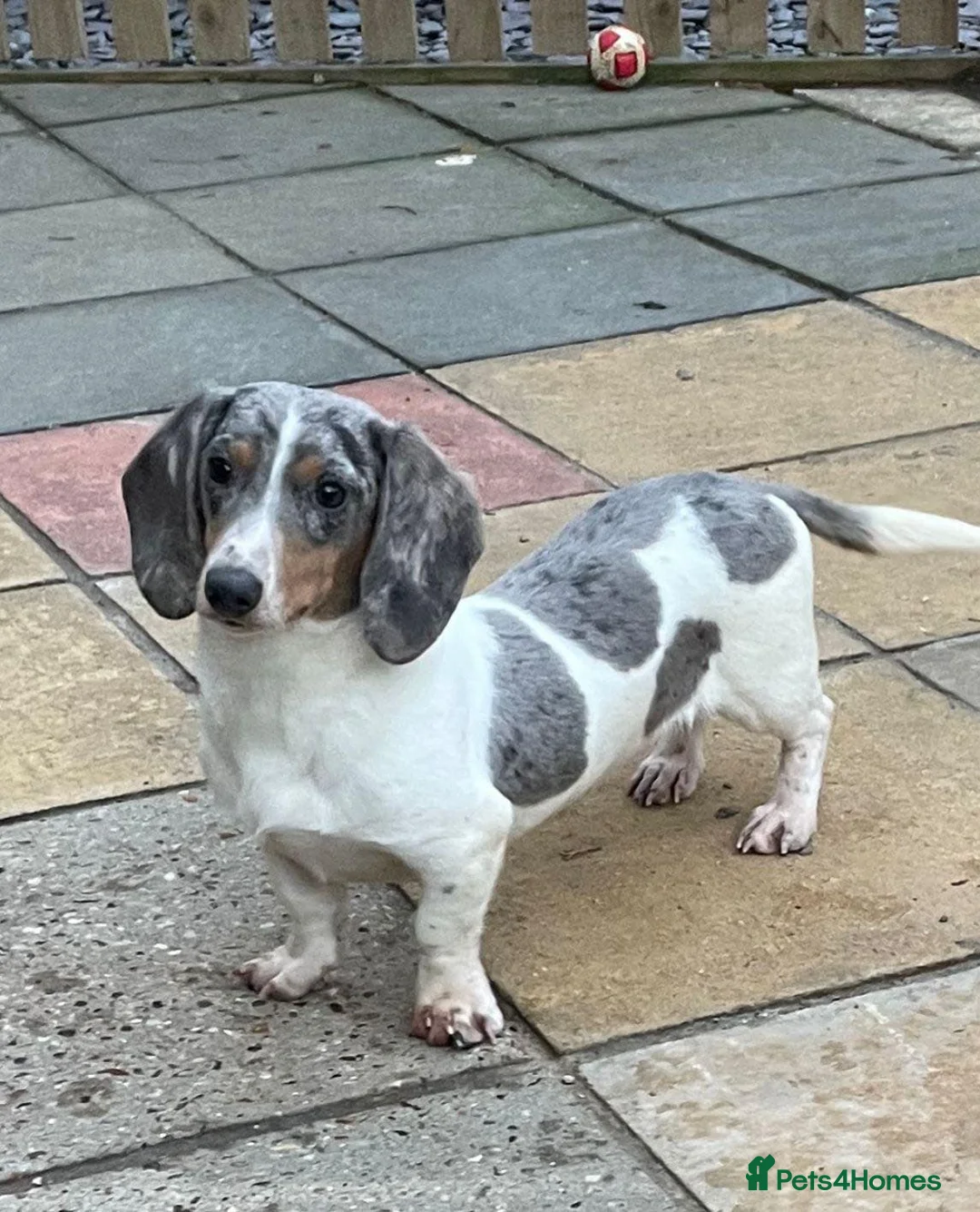 Miniature Dachshund dogs for stud: Silver dapple pied PRA clear DM clear OI CLEAR in Clacton-on-Sea - Advert 2