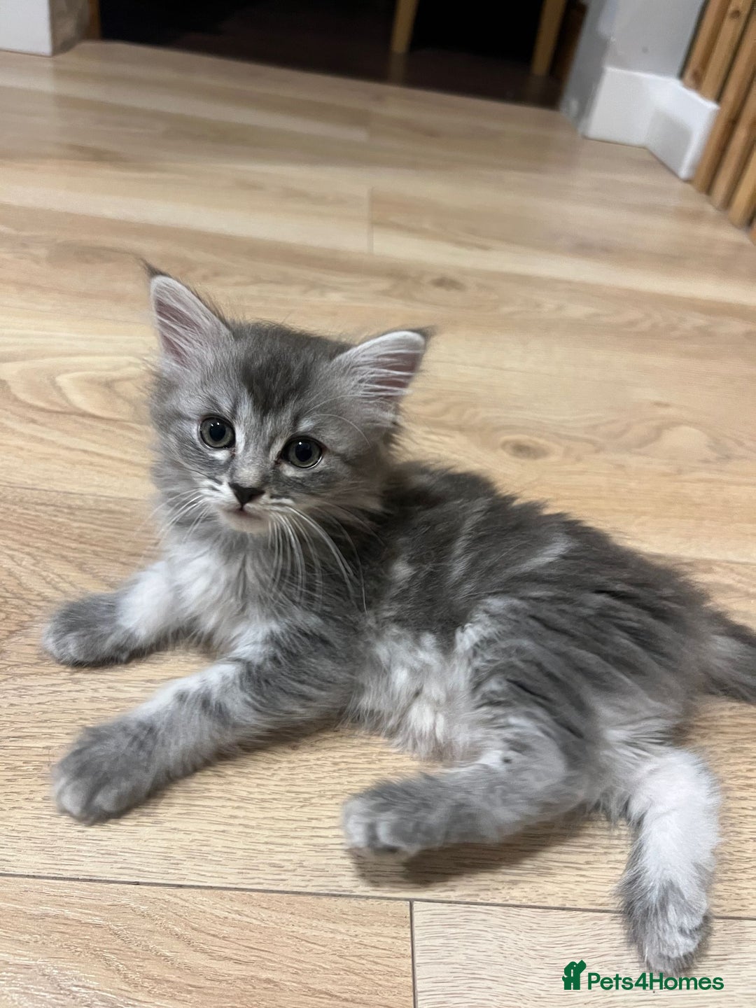 Mixed Breed cats for sale: 2 lovely Ragdoll mix kittens - Image 2