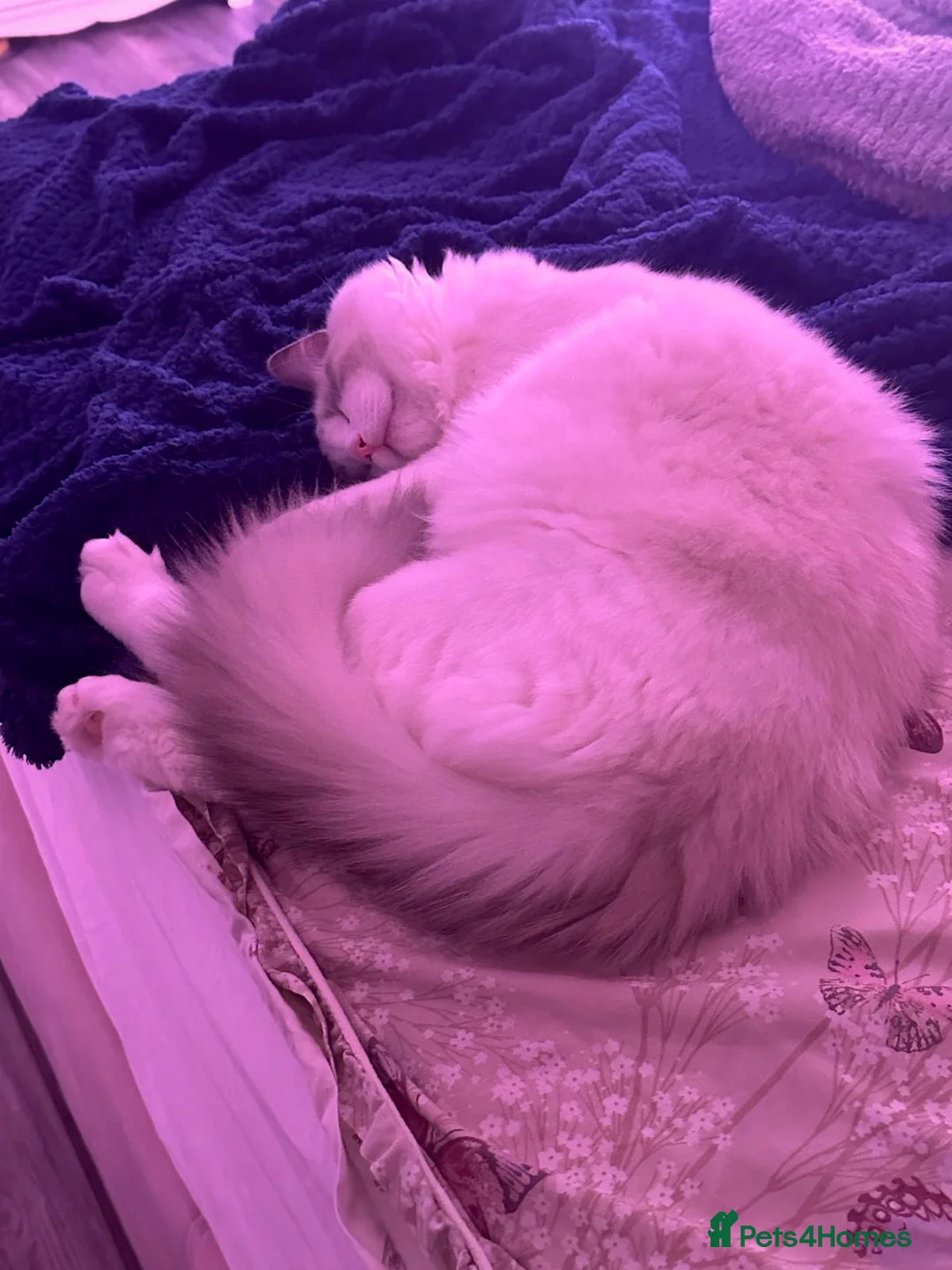 Ragdoll cats for sale: Pure Ragdoll Boy - Advert 4