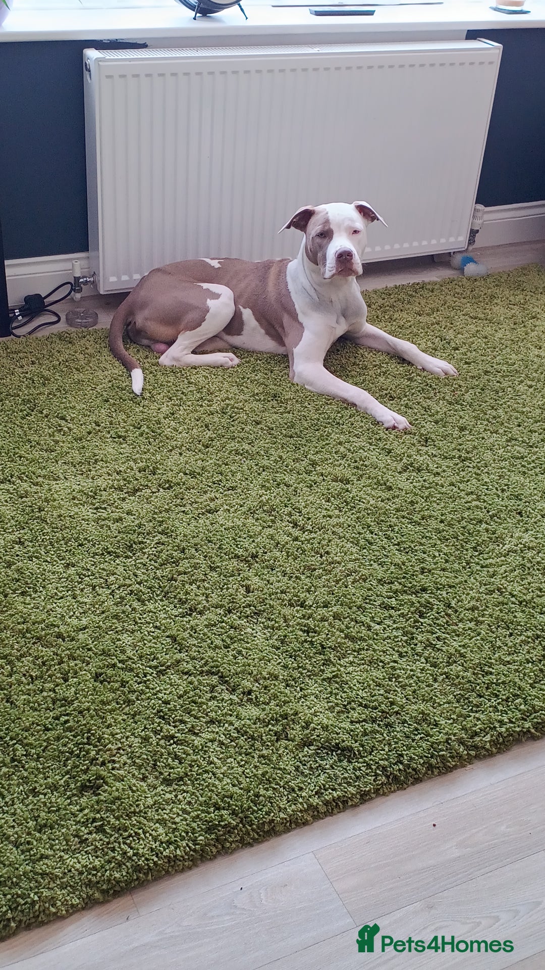 American Bulldog dogs for stud: American Bulldog for Studs  in Horley - Image 6