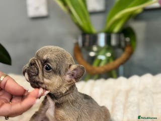 French Bulldog dogs 🩷🏡 Adorable🐶🐾fluffy French Bulldogs - Advert 6