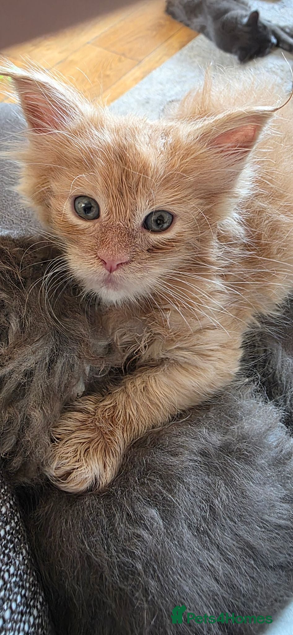 Maine Coon cats stunning maincoon creams & blues - Advert 1